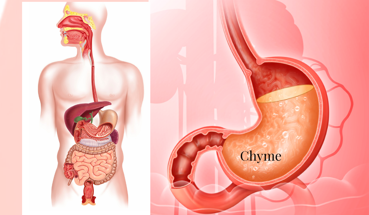 Chyme: The Unsung Hero of Digestion (A Key to Better Health)